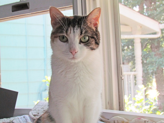abrown and white cat is looking right at you